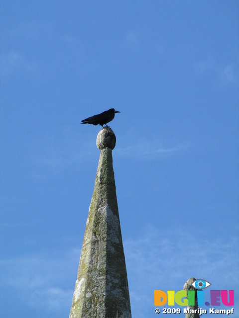 SX02380 Rook [Corvus Frugilegus] on church spire